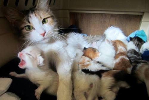 送走猫咪的小孩母猫会难受吗当送走猫咪的小孩母猫可能会感到难过和焦虑。猫是群居动物，它们之间有着强烈的社交联系和情感联系。母猫对自己的孩子有着深厚的感情，如果小猫被迫离开母猫，母猫会感到失落和孤独。